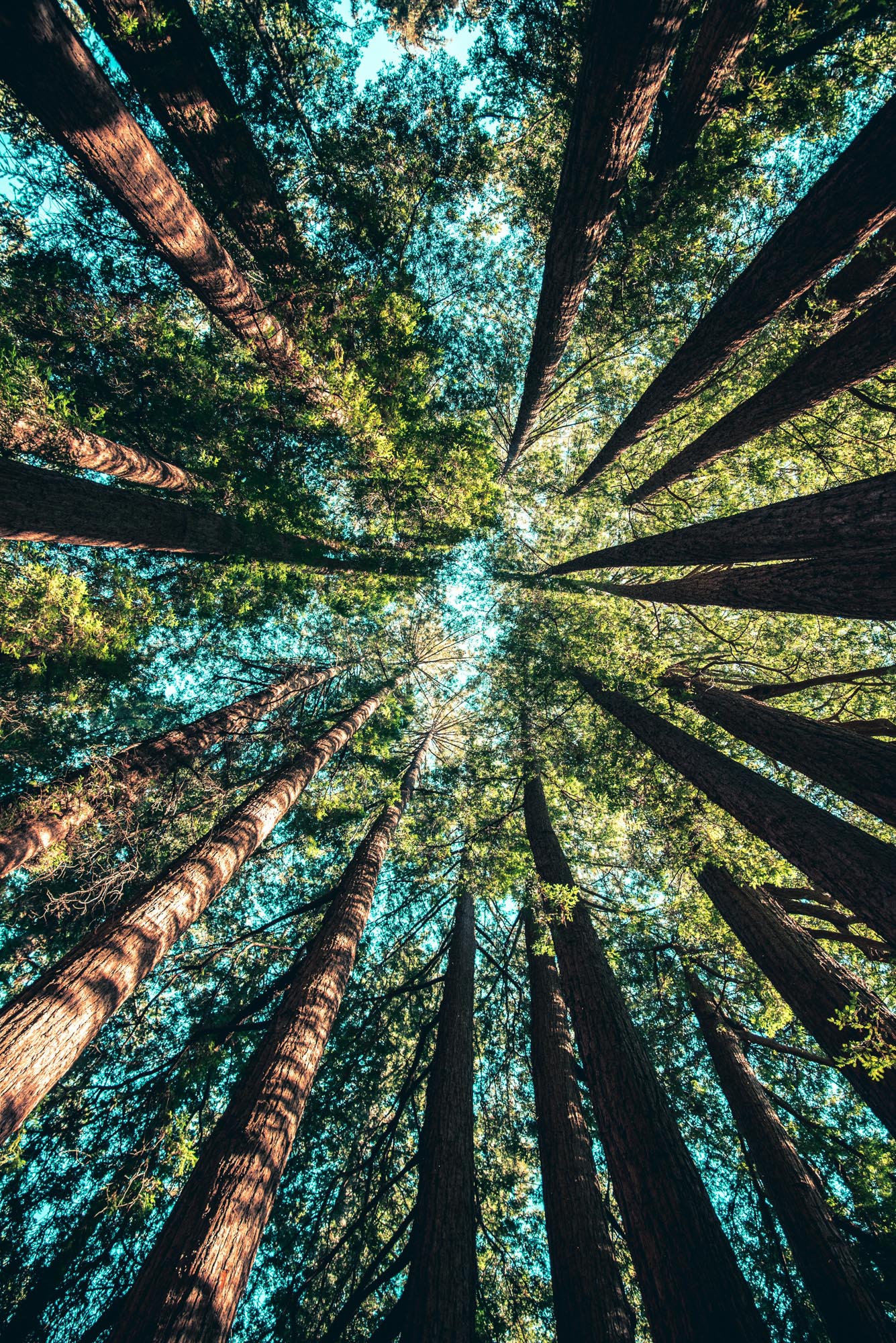 trees upward view